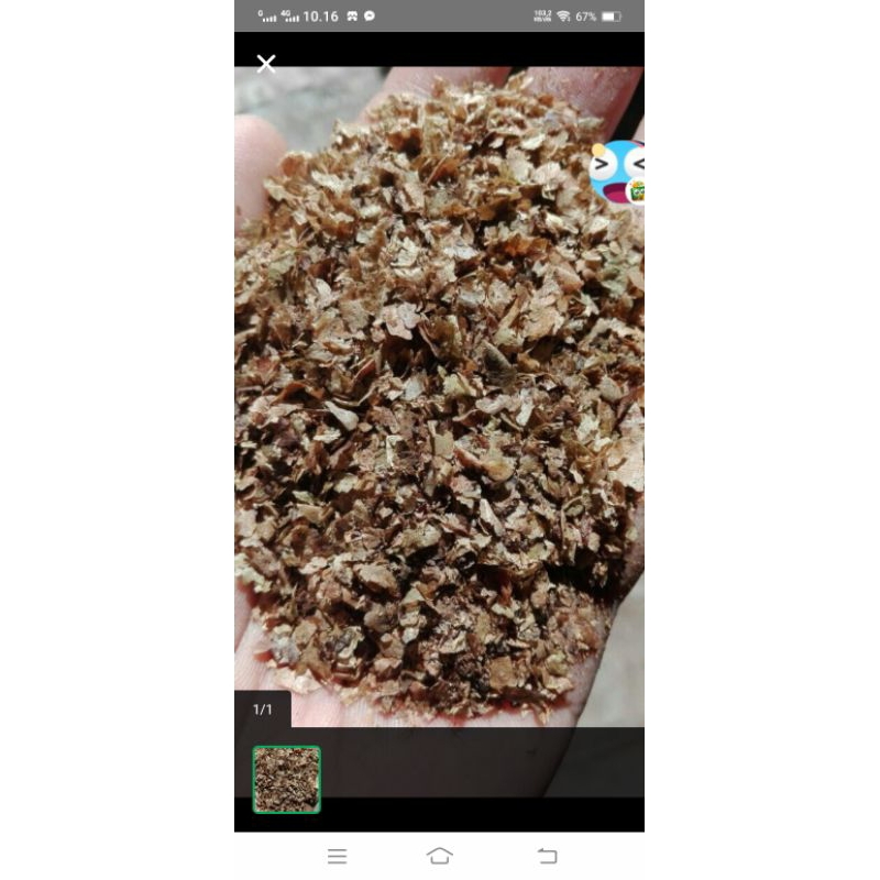 kulit kopi pakan ternak