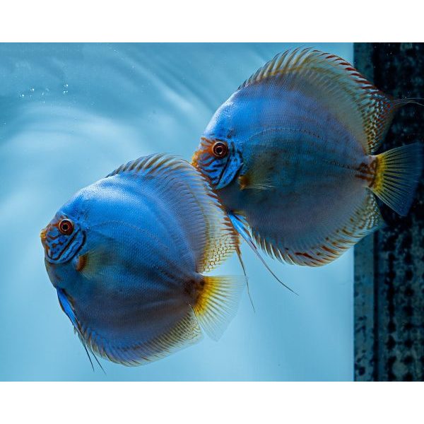 discus blue cobalt / blue cobalt / 1.5 INCH / discus cobal / discus