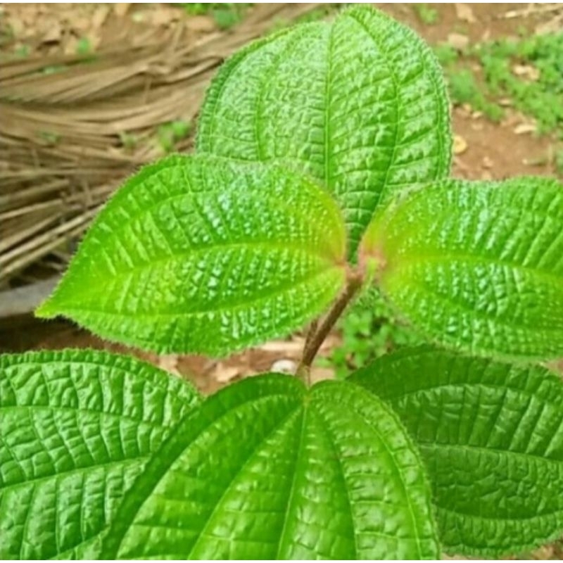 

daun harendong bulu segar herbal alami terbaik 100 lembar