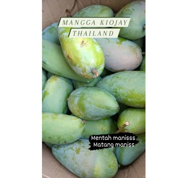 

MANGGA KIOJAY | Mangga Thailand per kilo