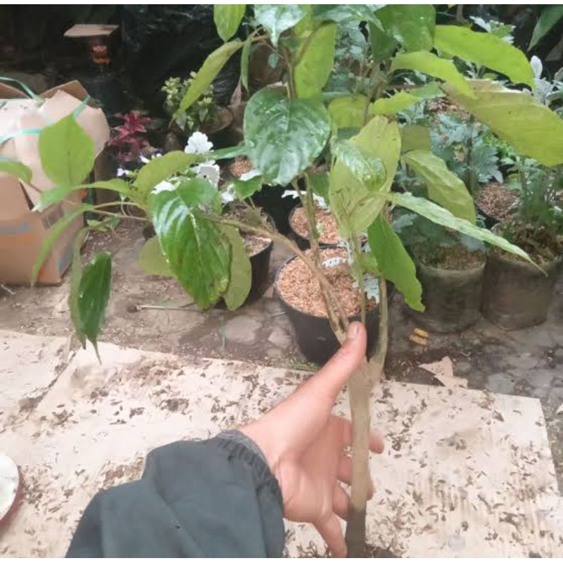 TANAMAN HIAS BUNGA KENANGA PUTIH (BELI 3 GRATIS 1)