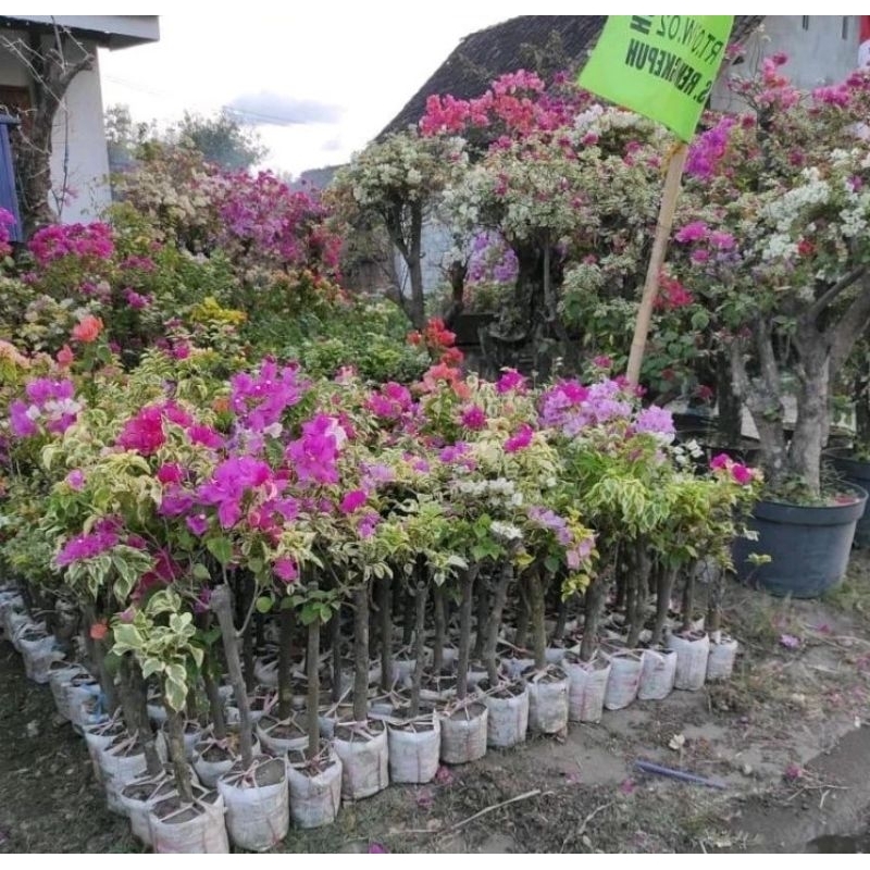 tanaman bibit bunga Bougenville 3 warna jumbo/besar bogenvil  bunga kertas var