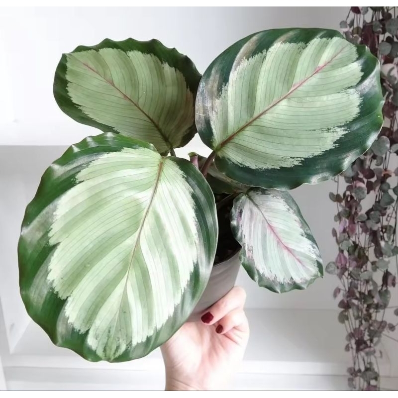 Calathea Corona