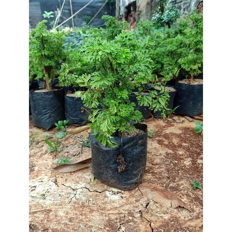 Tanaman Hias Andong Mini/Andong Laut Hijau