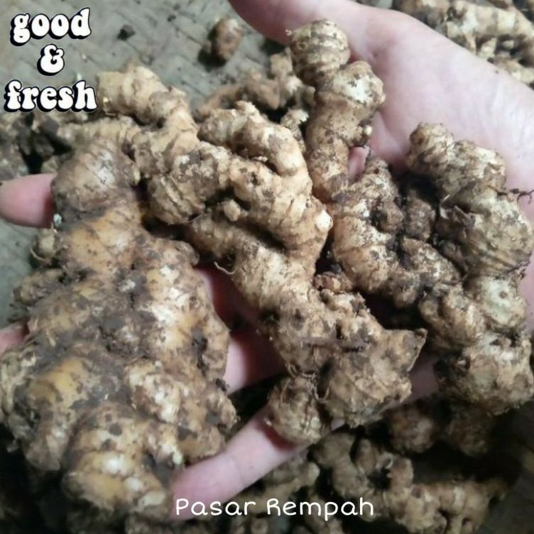 

Terlaris Jahe Emprit 1 Kg Jahe Emprit Segar Readystock