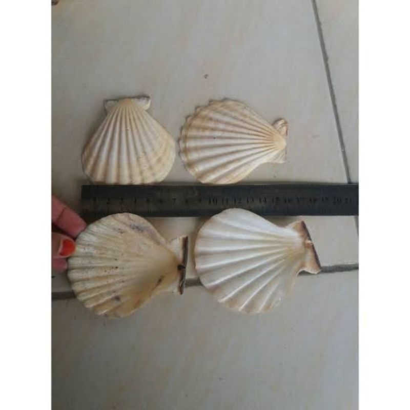 Cangkang Kerang Kipas