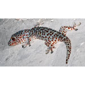 TERMURAH TOKEK RUMAH