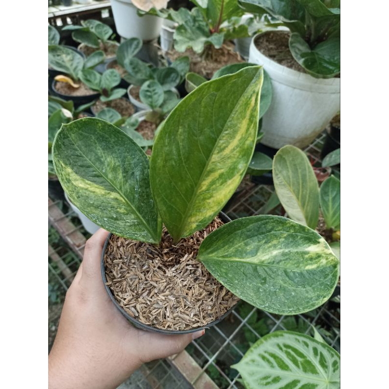 Anthurium Jemani Mangkok Varigata