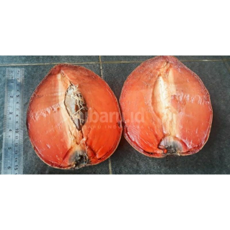 

Mamey Sapote keywest/ magana Jumbo (2-3 kg)