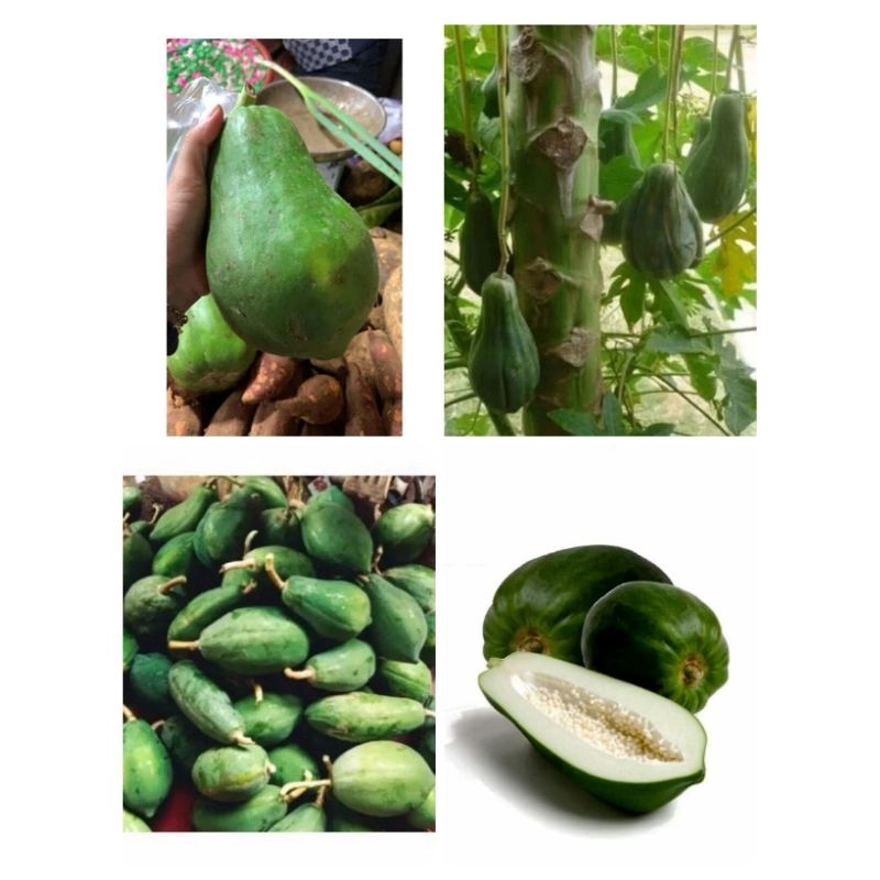 pepaya muda .gandul muda segar 1kg pepaya gantung/pepaya jantan