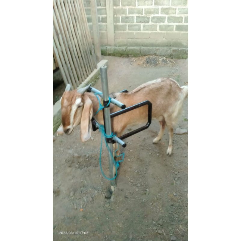 penjepit kawin Kambing Multifungsi