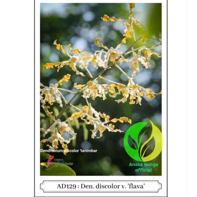 BUNGA ANGGREK DENDROBIUM FLAVA / TANAMAN HIAS POHON SEEDLING ANGGREK DENDROBIUM KERITING