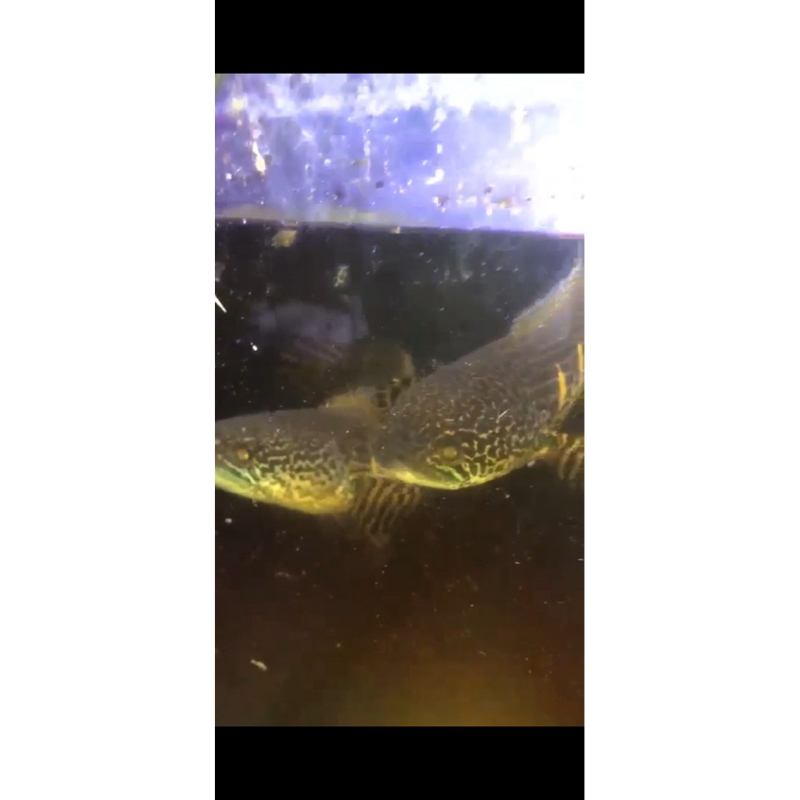 AURANTI FIX PAIR akur 33-35cm (nelor 1x gagal) bisa Cek video