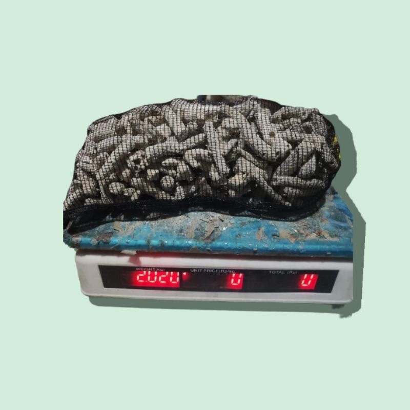 Karang jahe 2 kg plus waring / karang jahe / batu karang jahe / media filter / media filter koi / me