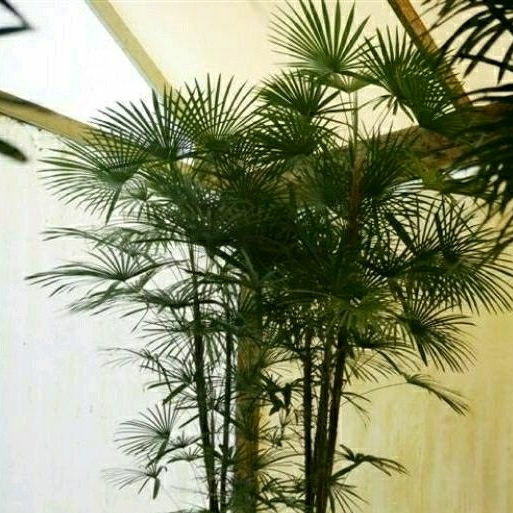 Tanaman Palem Regu Mini Raphis multifida palm palem cina