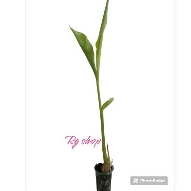 temu hitam tanaman temu ireng