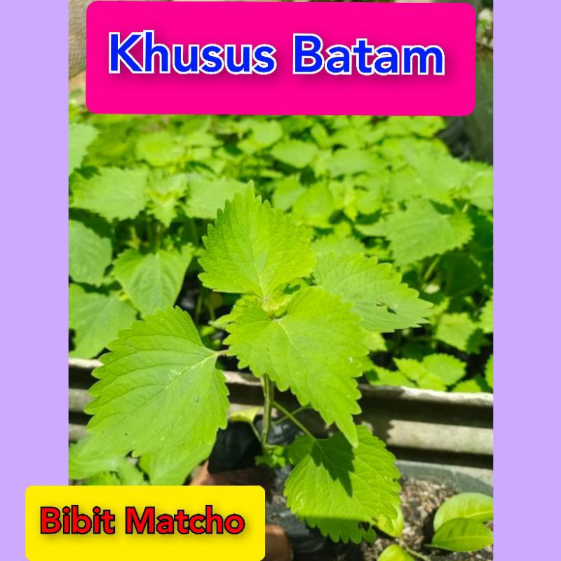 Tanaman Bibit matcho/matco kalimantan/herbal(Khusus Batam)