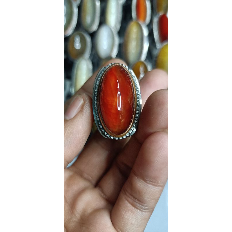 PANDAN MERAH SISIK BETOK SIZE KANTOR