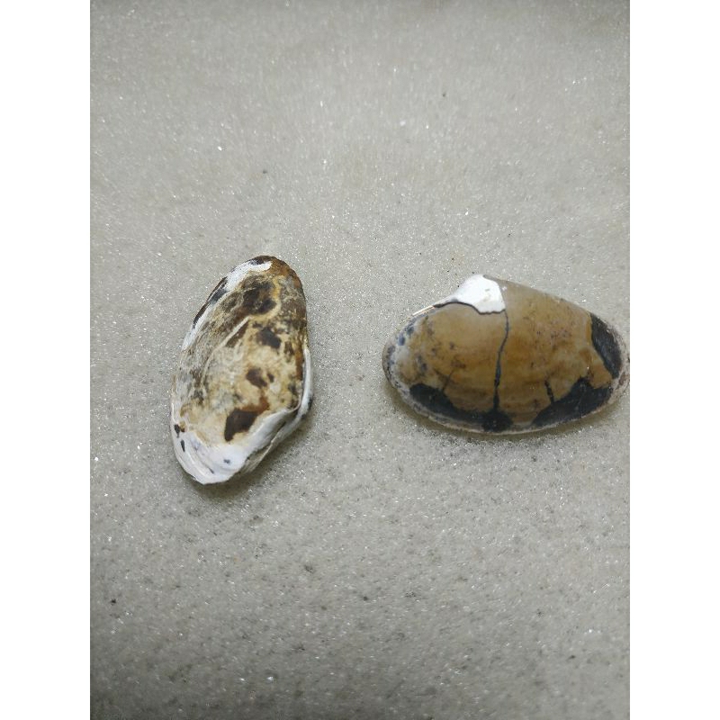 natural fosil kerang