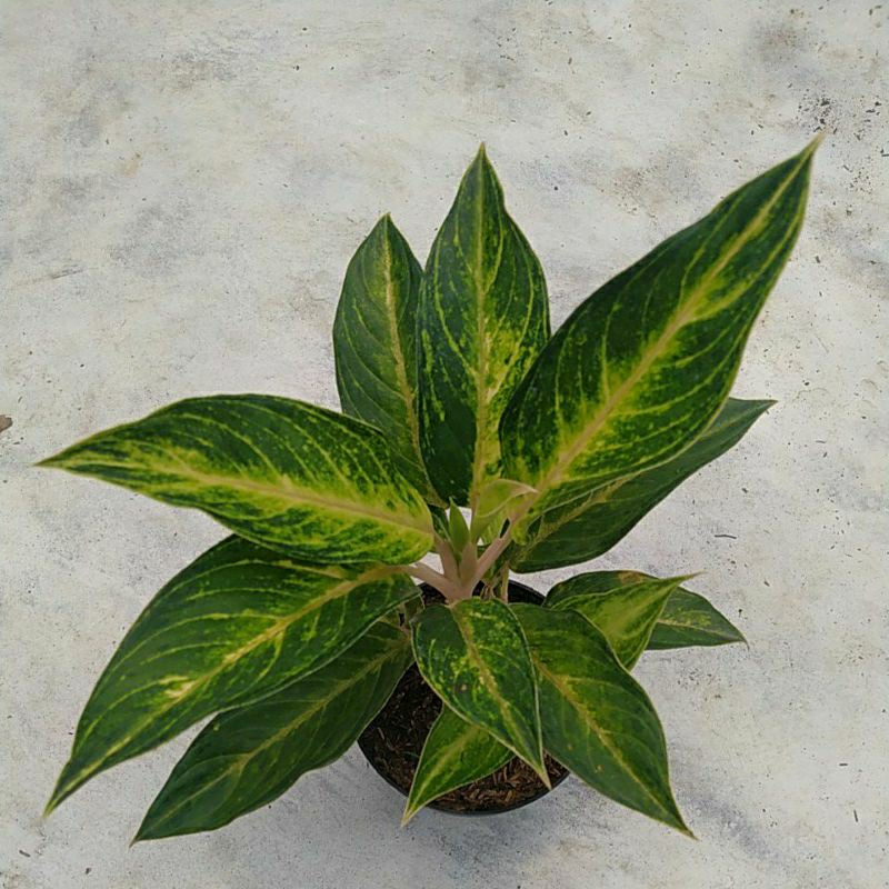 Tanaman hias Aglonema Golden lemon rumpun