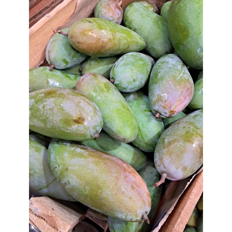 

mangga kojay/mangga thailand