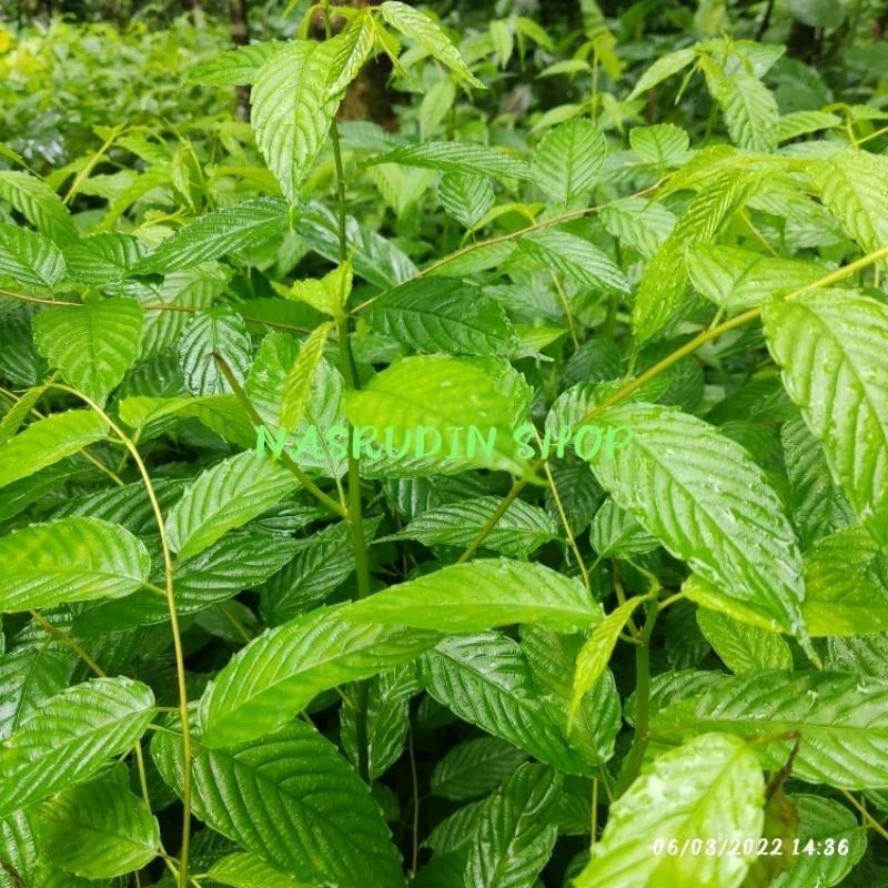 

DAUN AFRIKA KAYU SEGAR LANGSUNG PETIK / DAUN KAYU AFRIKA / DAUN APRIKA