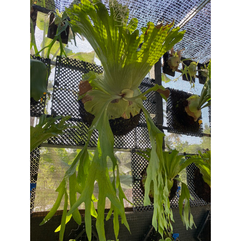 Platycerium wandae jumbo