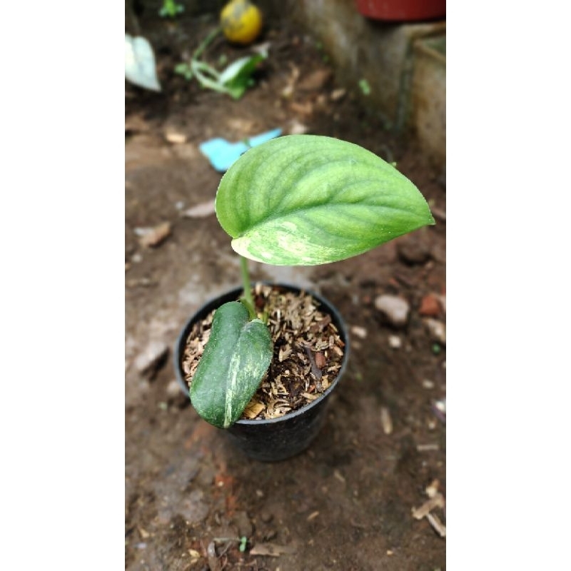 scindapsus Jade satin