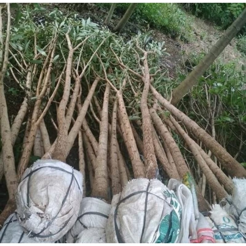 Tanaman Hias Tabebuya Bunga Pink Tanaman Tabebuya Tinggi 3 Meter Pohon Tabebuya Murah