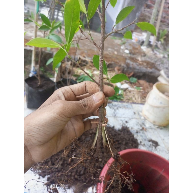 Bibit Bonsai Ficus Beringin Afrika program pecah batang