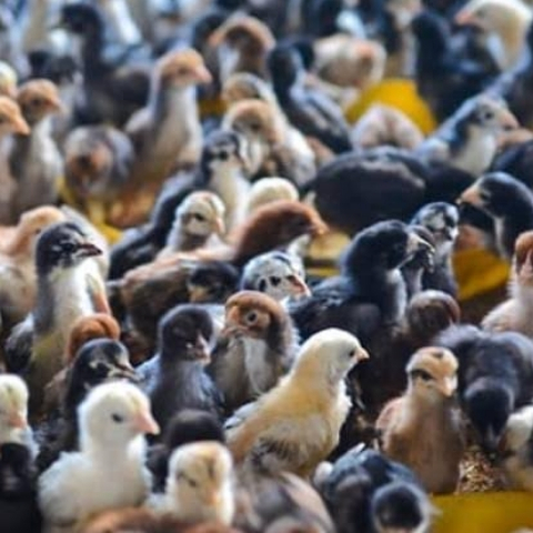 DOC ANAK AYAM KAMPUNG UNGGUL KUB BIBIT SUPER