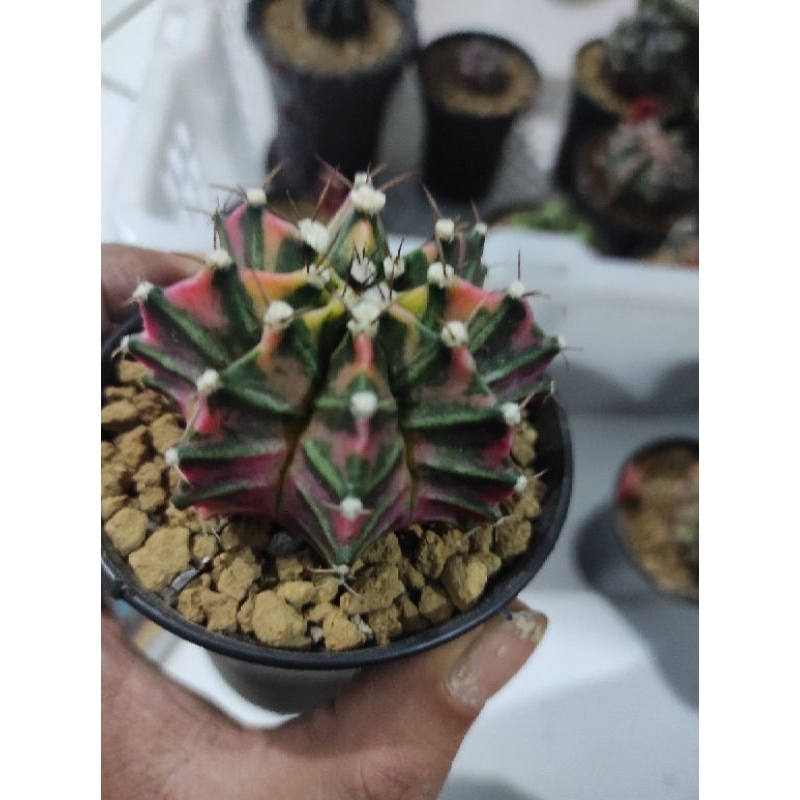 kaktus cactus gymnocalycium miha hybrid varigata