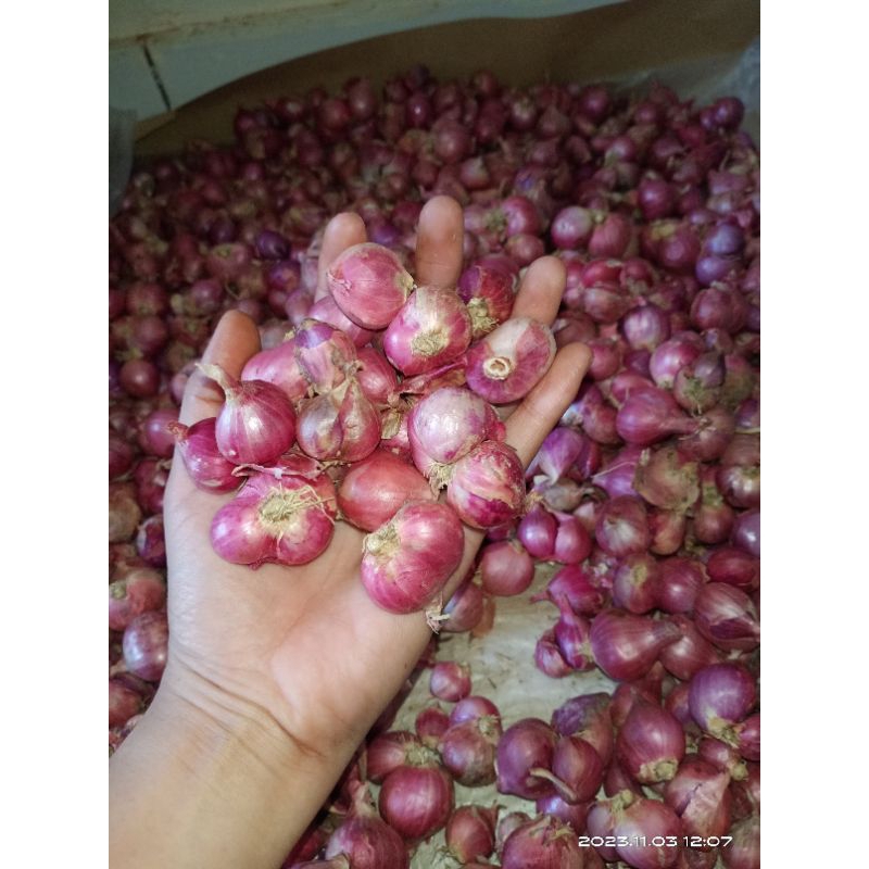 

bawang merah Enrekang