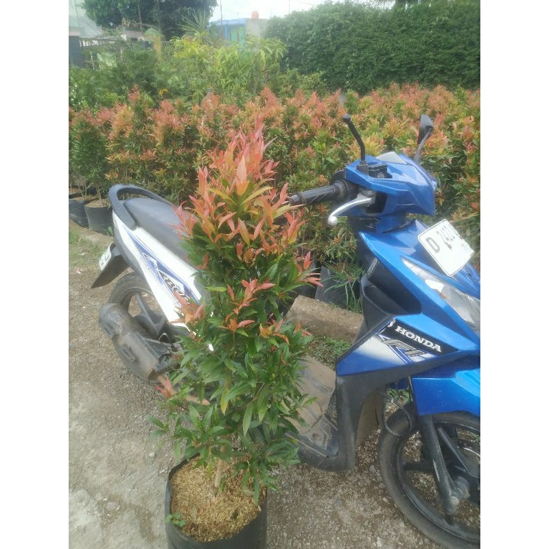 Pucuk Merah 1 meter