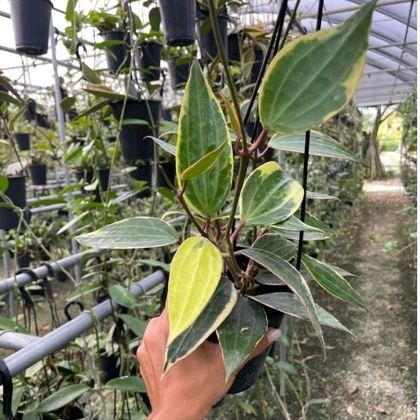 Tanaman hias hoya macrophylla variegata