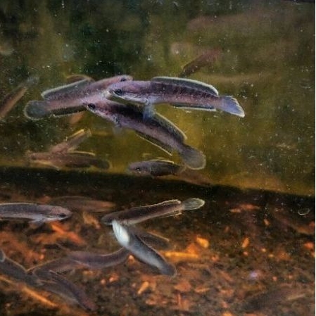 Limbata CB rim tebal gondrong  5-7 cm Full pelet