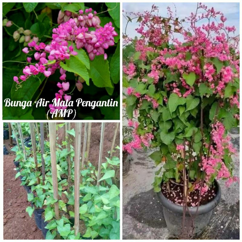 Bibit bunga air mata pengantin bunga amp