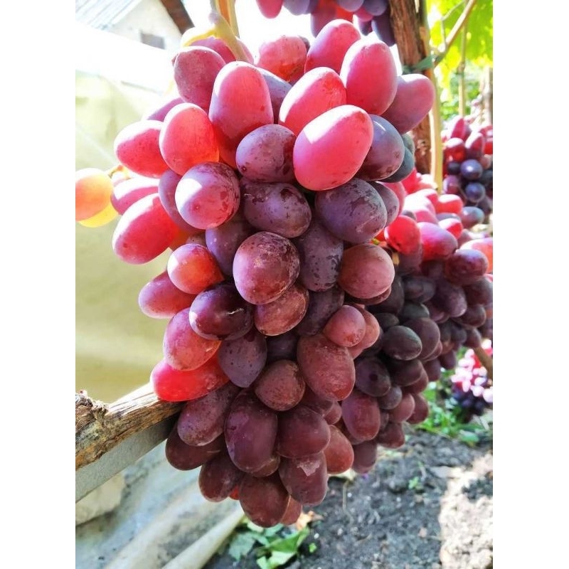 Anggur import varian jupiter kondisi berbunga