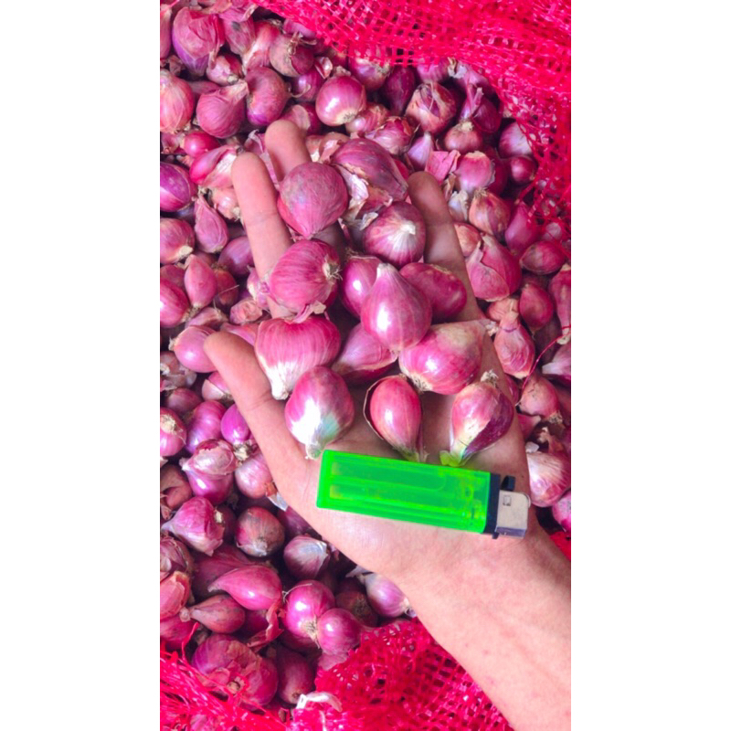 

BAWANG MERAH BREBES SUPER