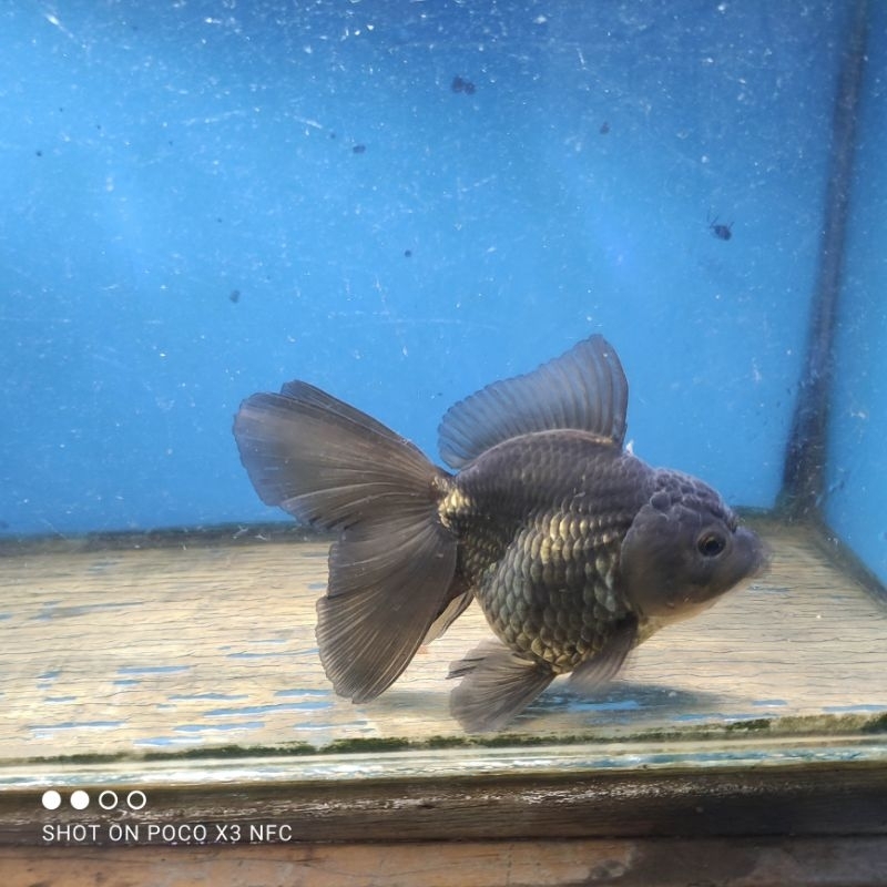 Black Oranda Rosetail