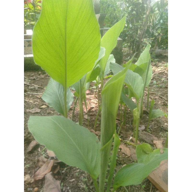 

jual daun kunyit segar 1kg/bonus