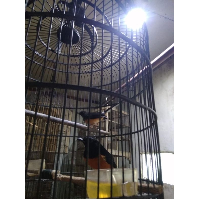 murai batu prestasi 2 jantan 1 betina