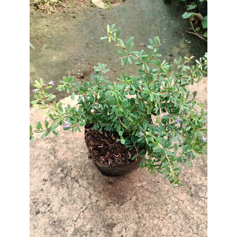 tanaman Saeng simbur mikro