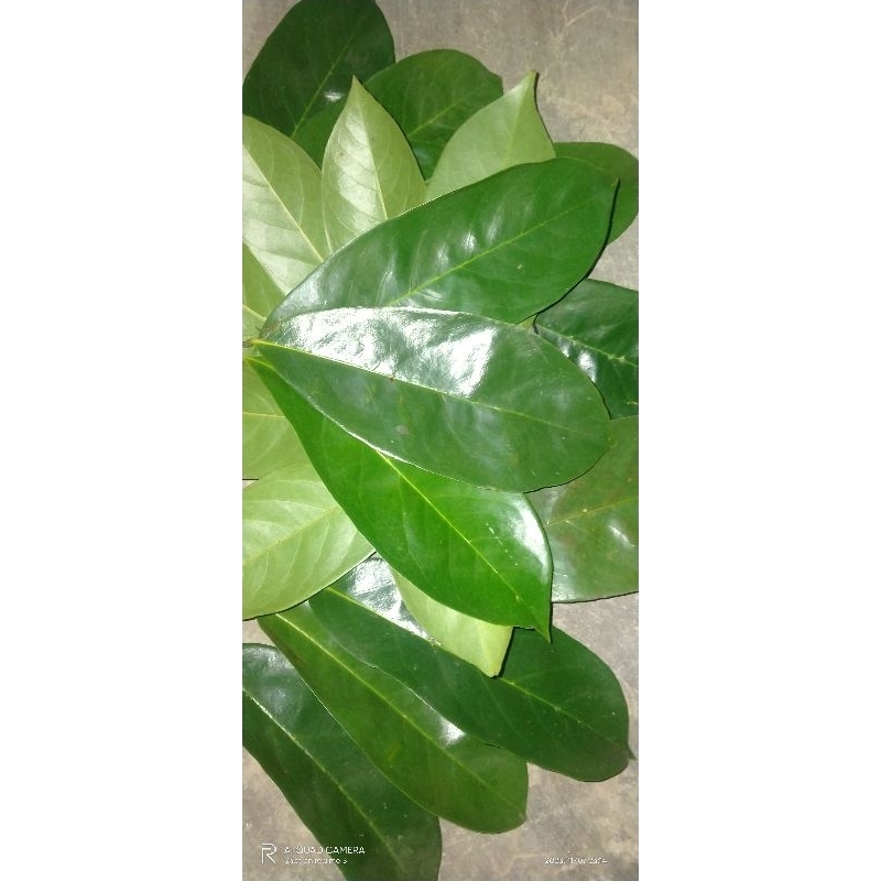 

herbal daun sirsak