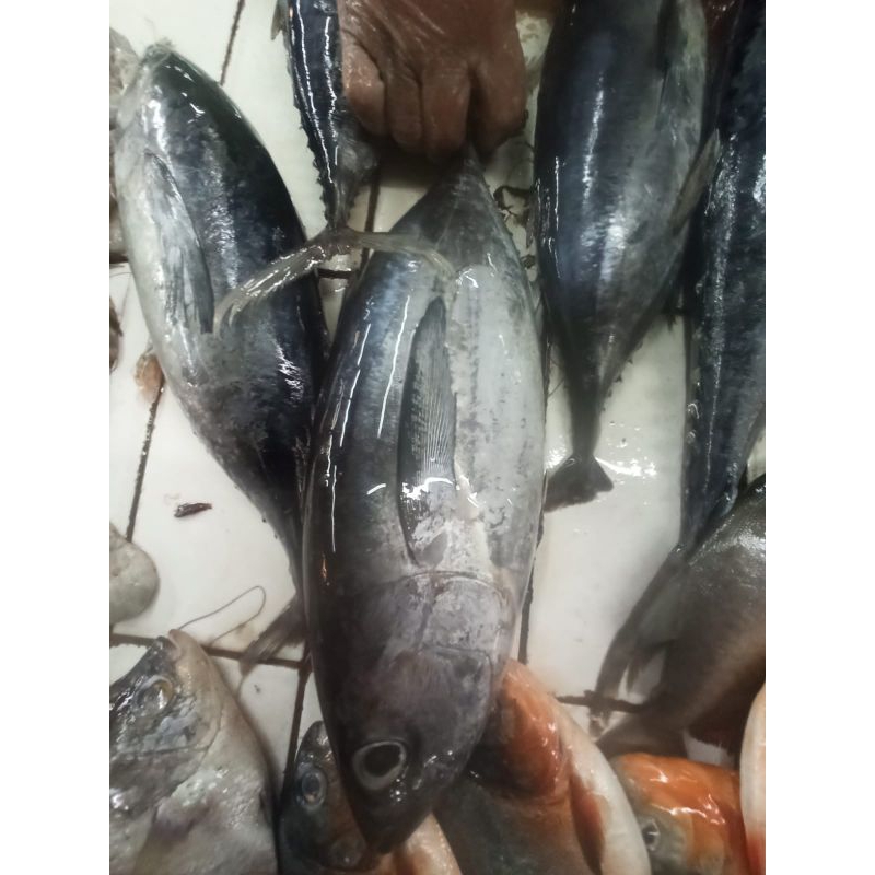 

ikan tongkol basah(fresh)
