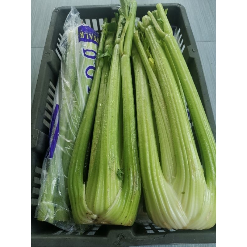 

Celery Stick Import seledri Berkualitas FRESH