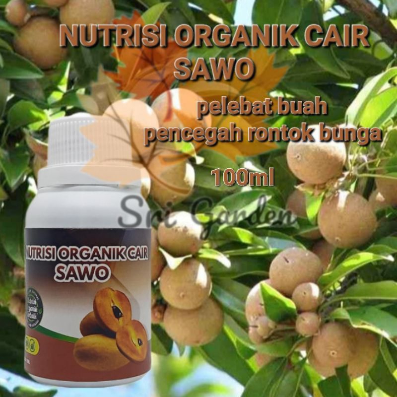 Booster sawo agar cepat berbuah pupuk cair sawo pencegah rontok bunga dan bakal buah pupuk organik m