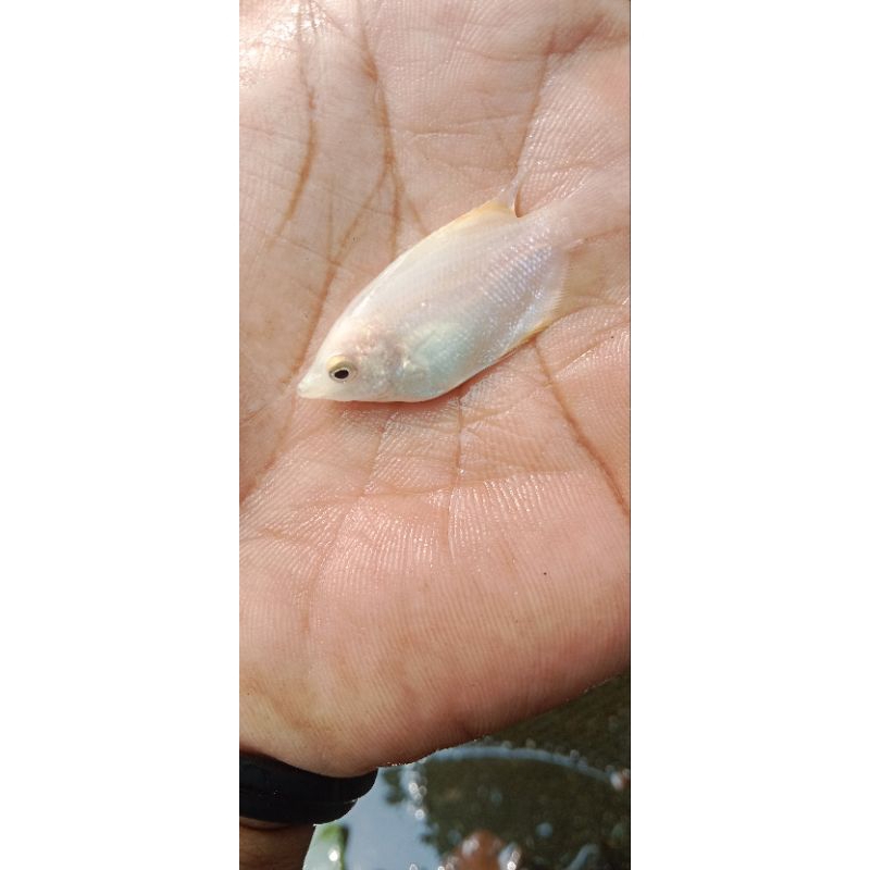 BibiT / BeniH ikan Gurame padang Size jempol