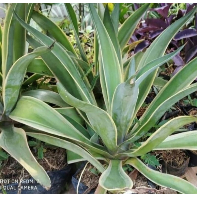 Tanaman Agave King Tanaman Siklok King Tanaman Siklok Murah