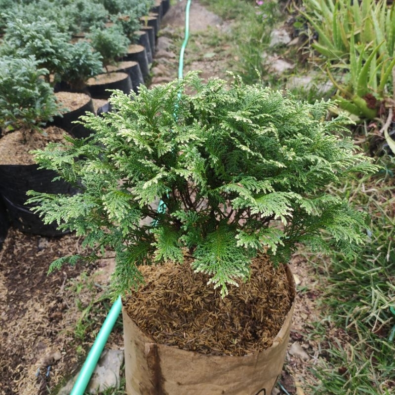 Tanaman hias cemara putih / Cemara inoki putih ukuran besar / Cemara bahan bonsai